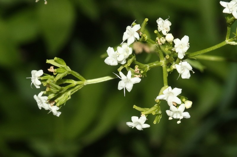 Western Valerian photo 3