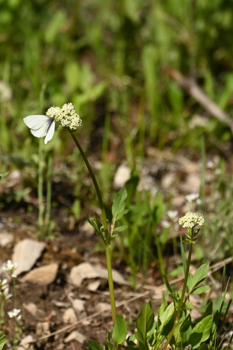 Western Valerian photo 4