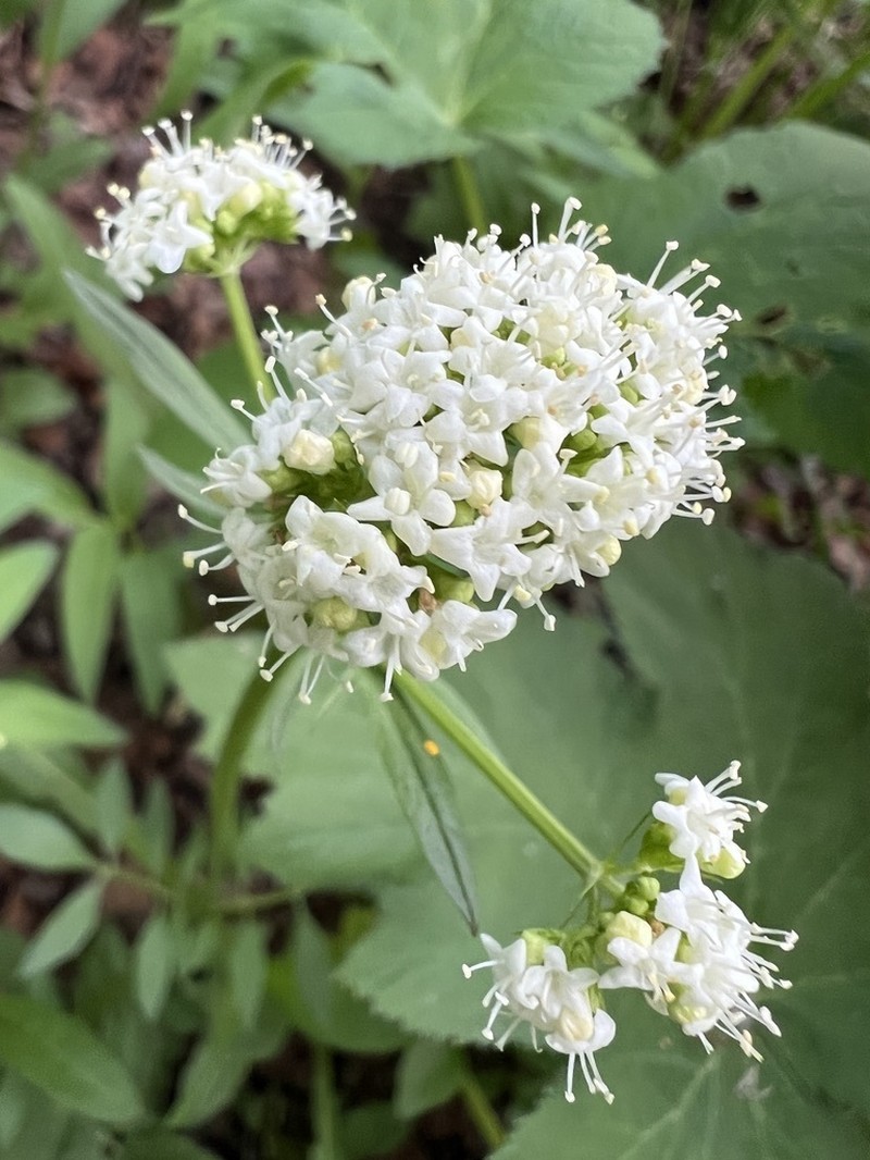 Western Valerian photo 6