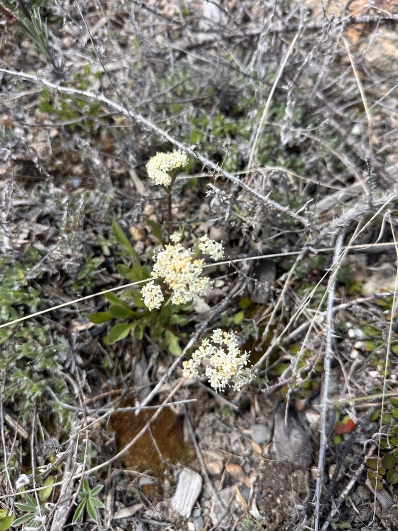 Western Valerian photo 7