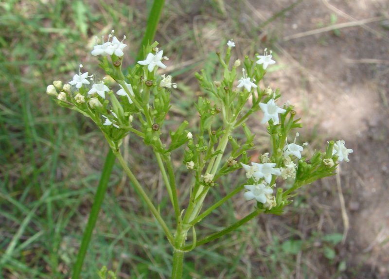 Western Valerian