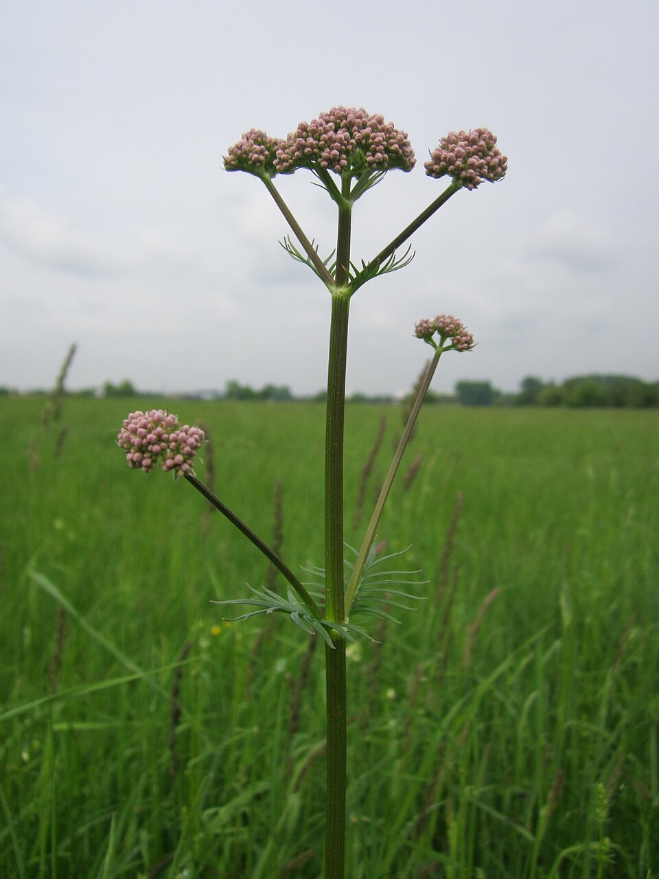 Garden Valerian photo 4