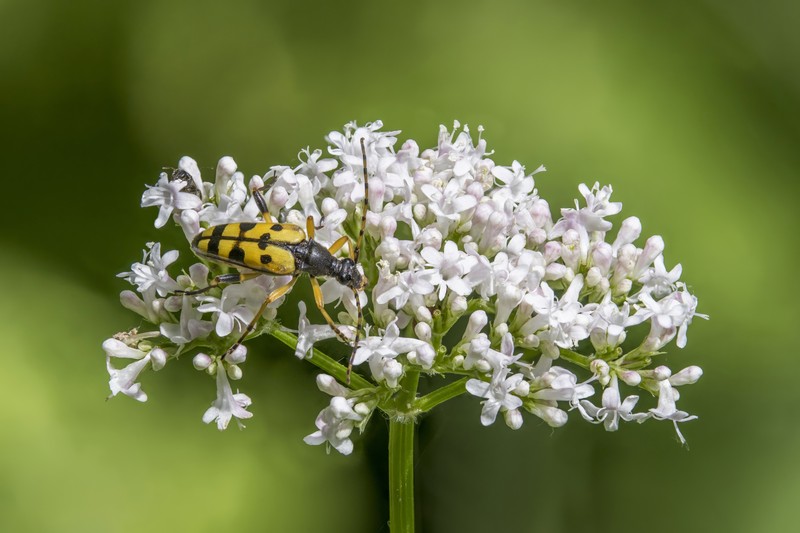 Garden Valerian photo 2