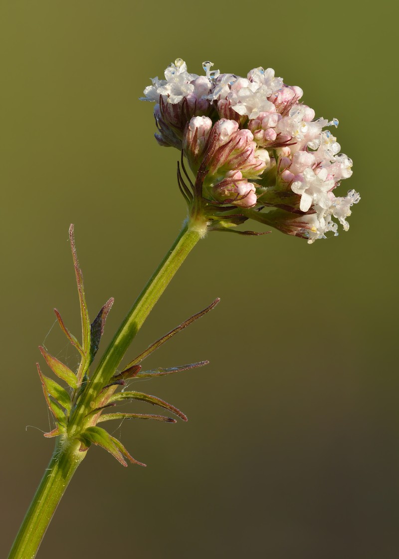 Garden Valerian photo 3