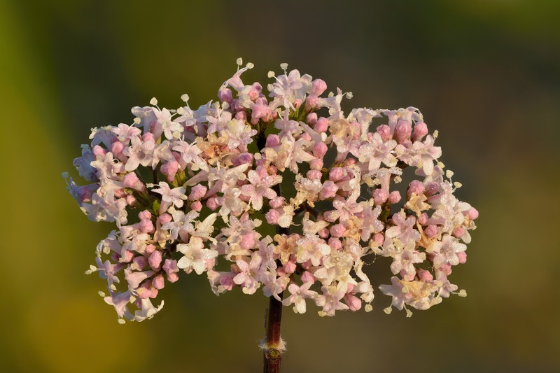 Garden Valerian