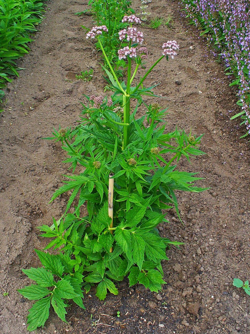 Garden Valerian photo 5