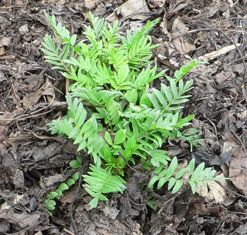 Garden Valerian photo 6
