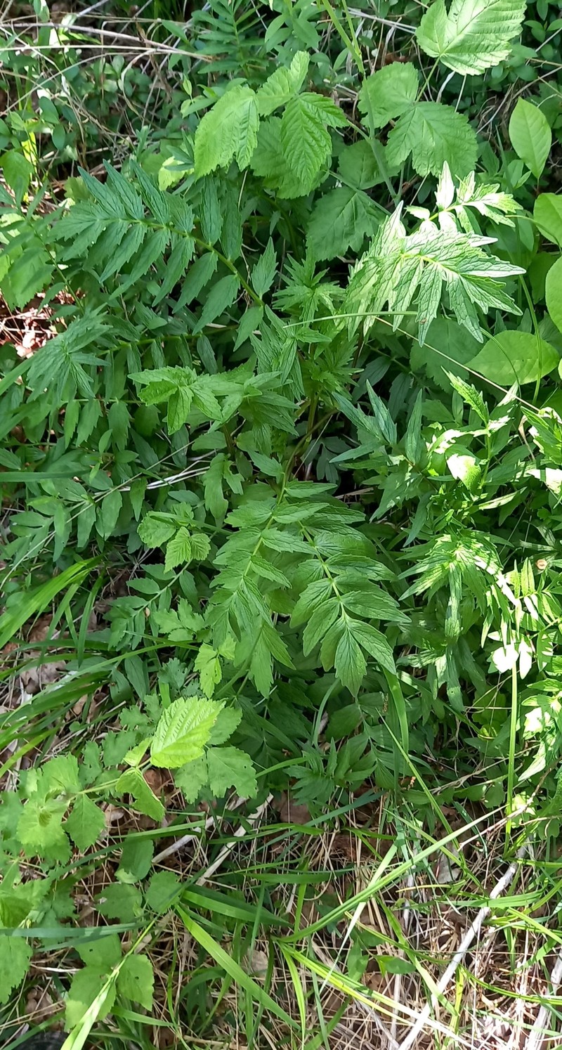 Valeriana officinalis subsp. officinalis