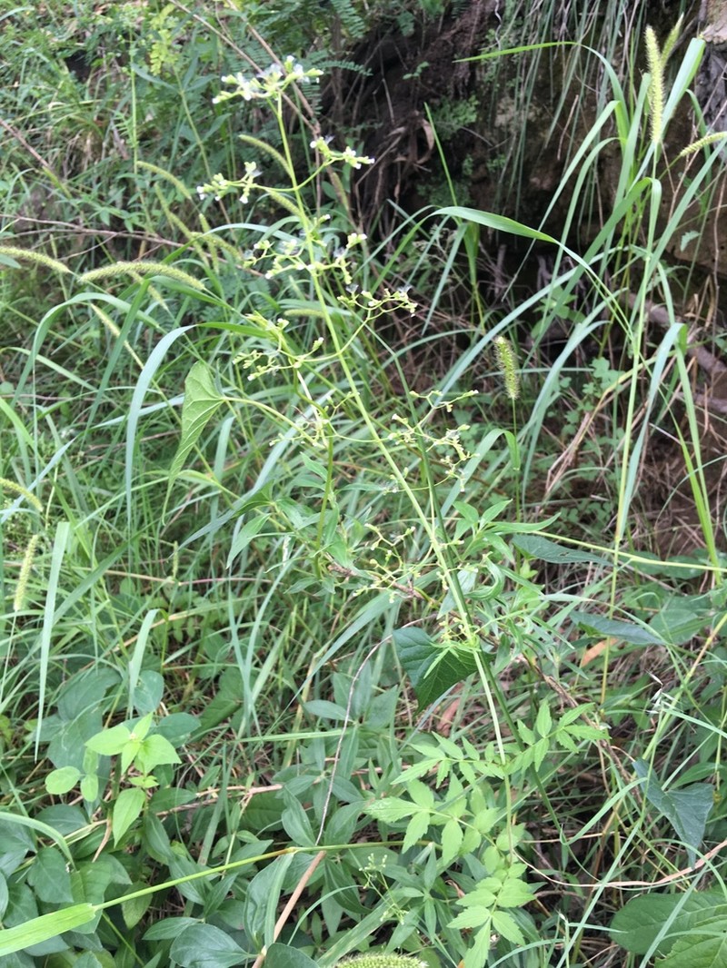 Valeriana palmeri photo 2