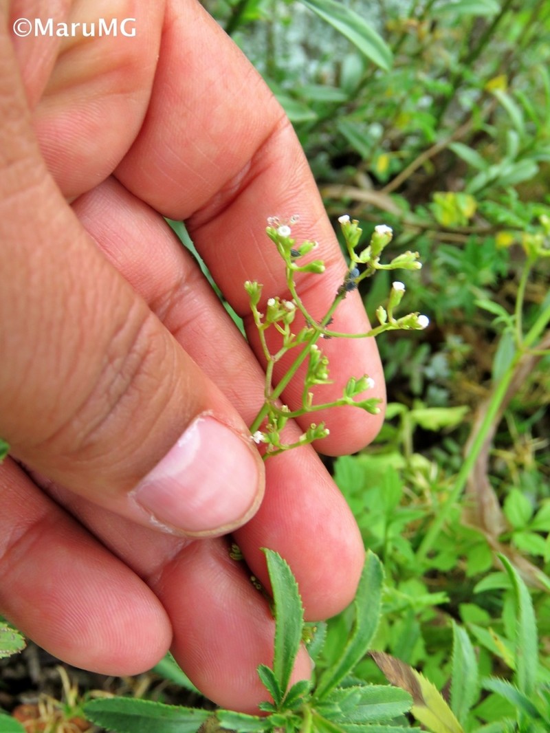 Valeriana palmeri photo 3