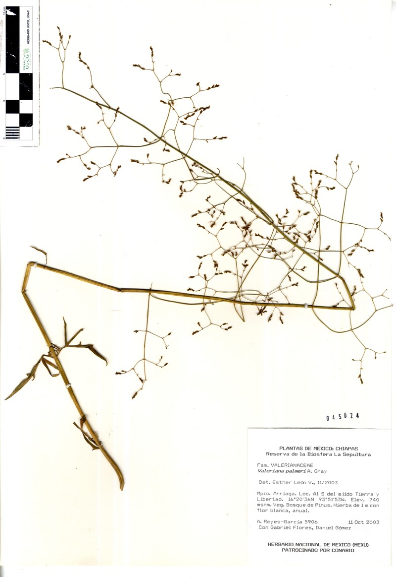 Valeriana palmeri photo 4