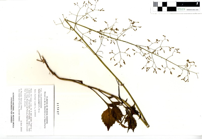 Valeriana palmeri photo 5