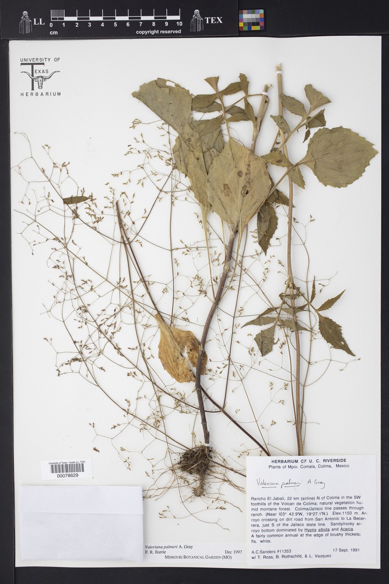 Valeriana palmeri photo 6