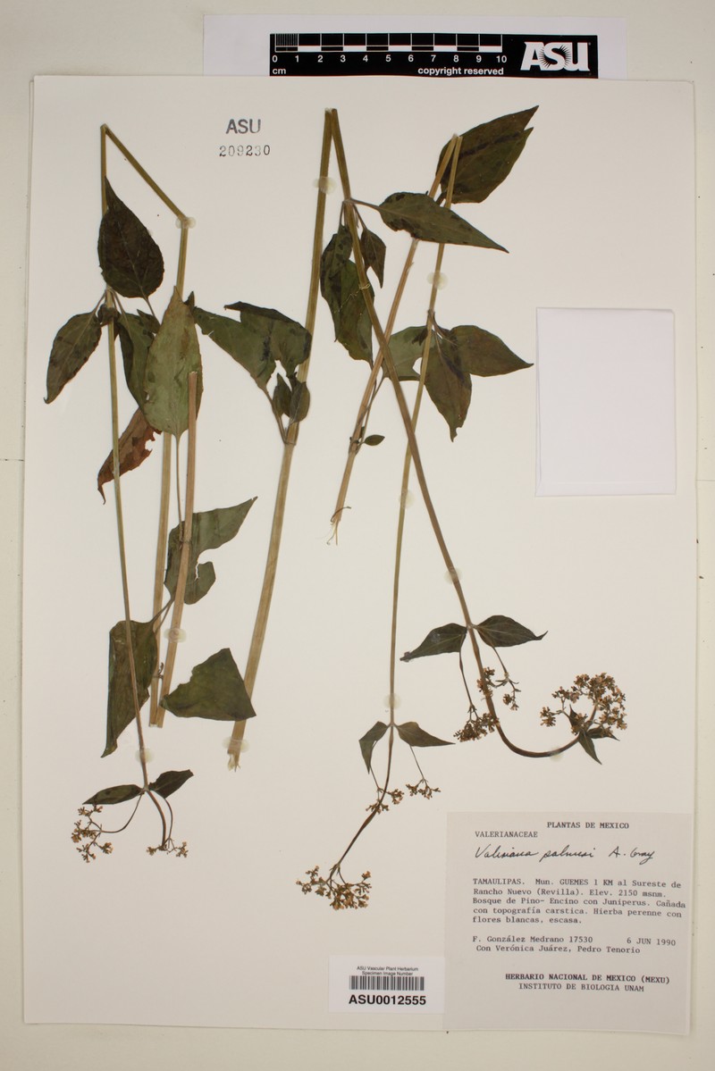 Valeriana palmeri photo 7