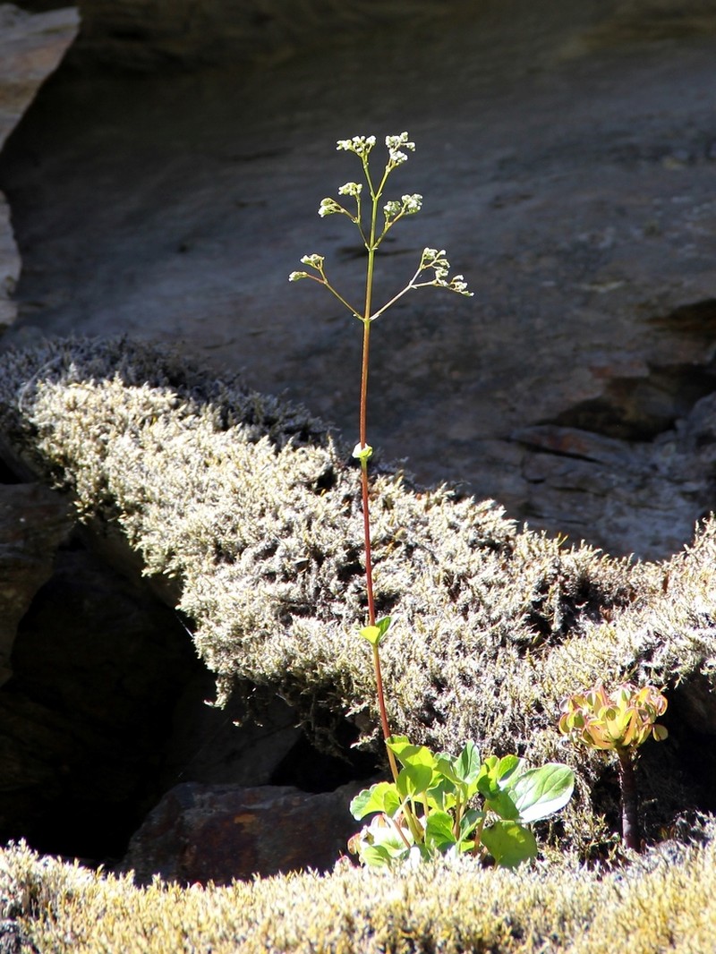 Valeriana paniculata photo 2