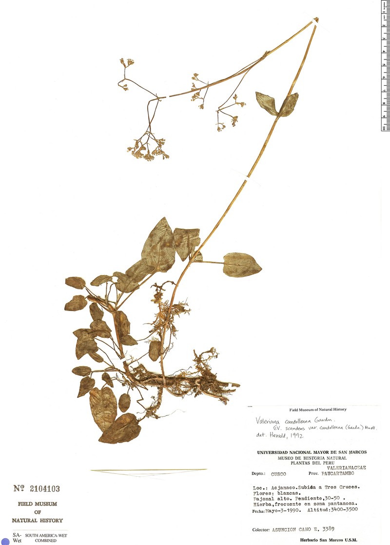 Valeriana paniculata photo 3