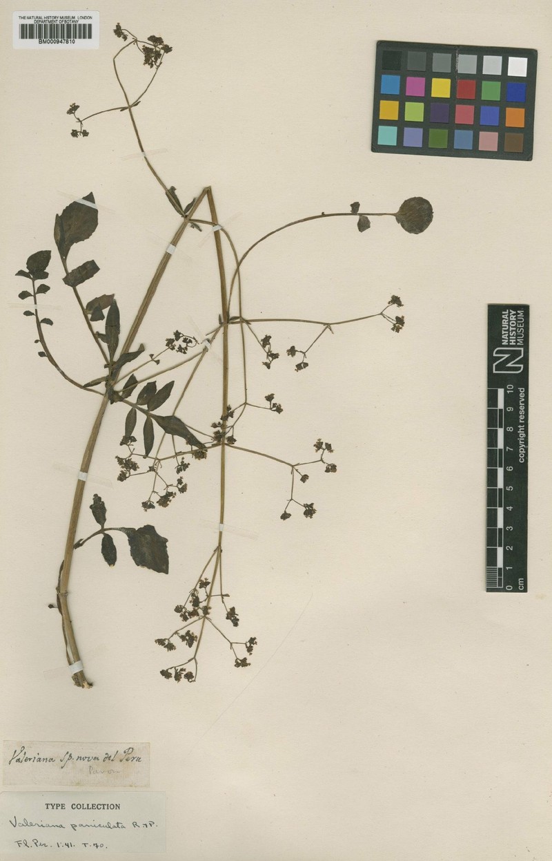 Valeriana paniculata photo 4