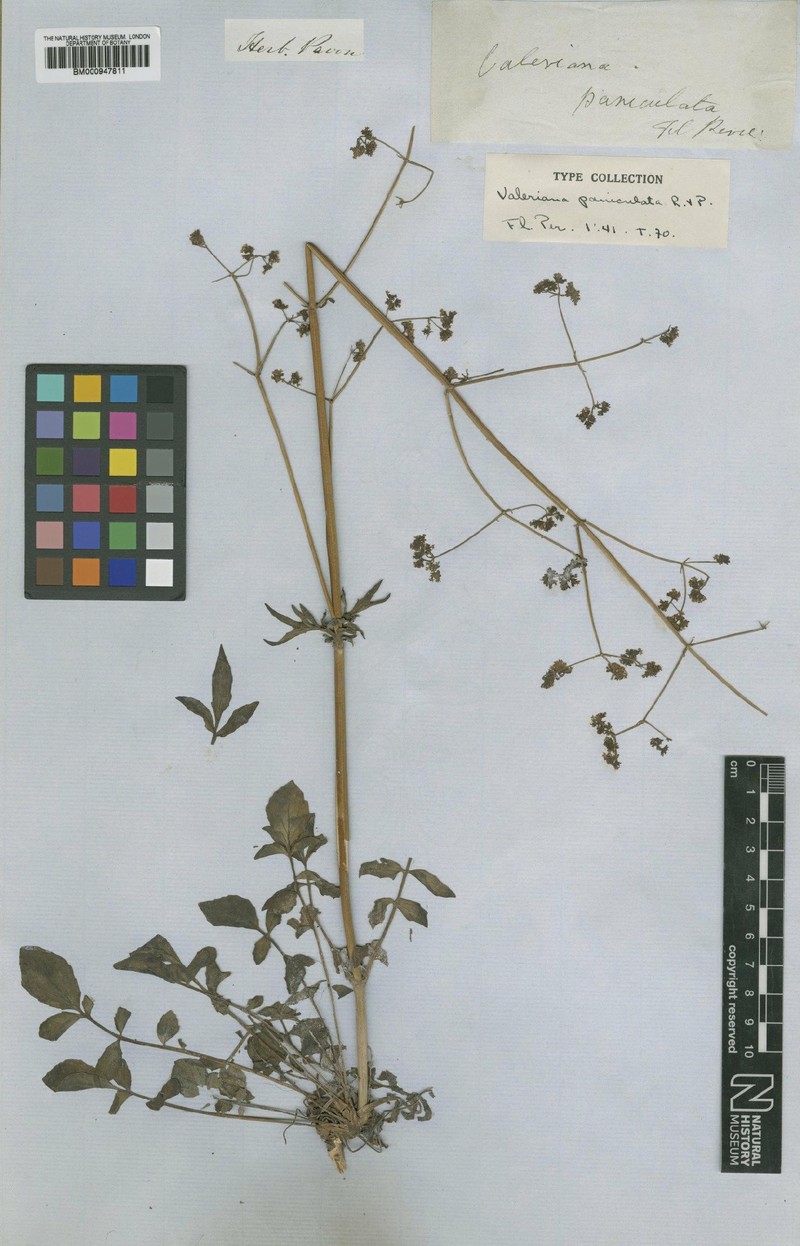 Valeriana paniculata photo 5