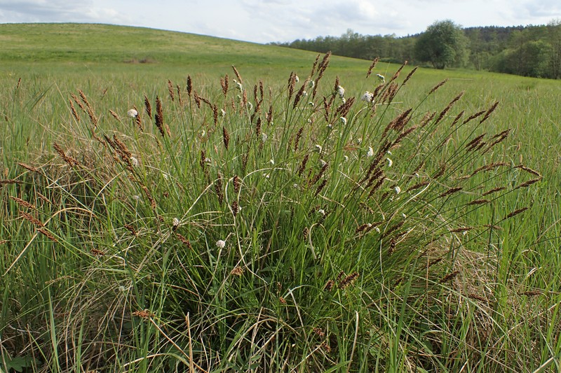 Valeriana paniculata