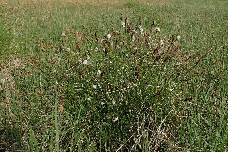 Valeriana paniculata photo 6