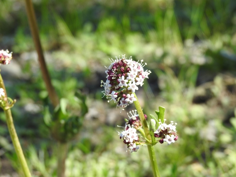 Valeriana papilla