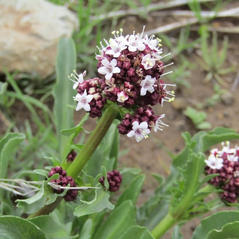 Valeriana papilla photo 2