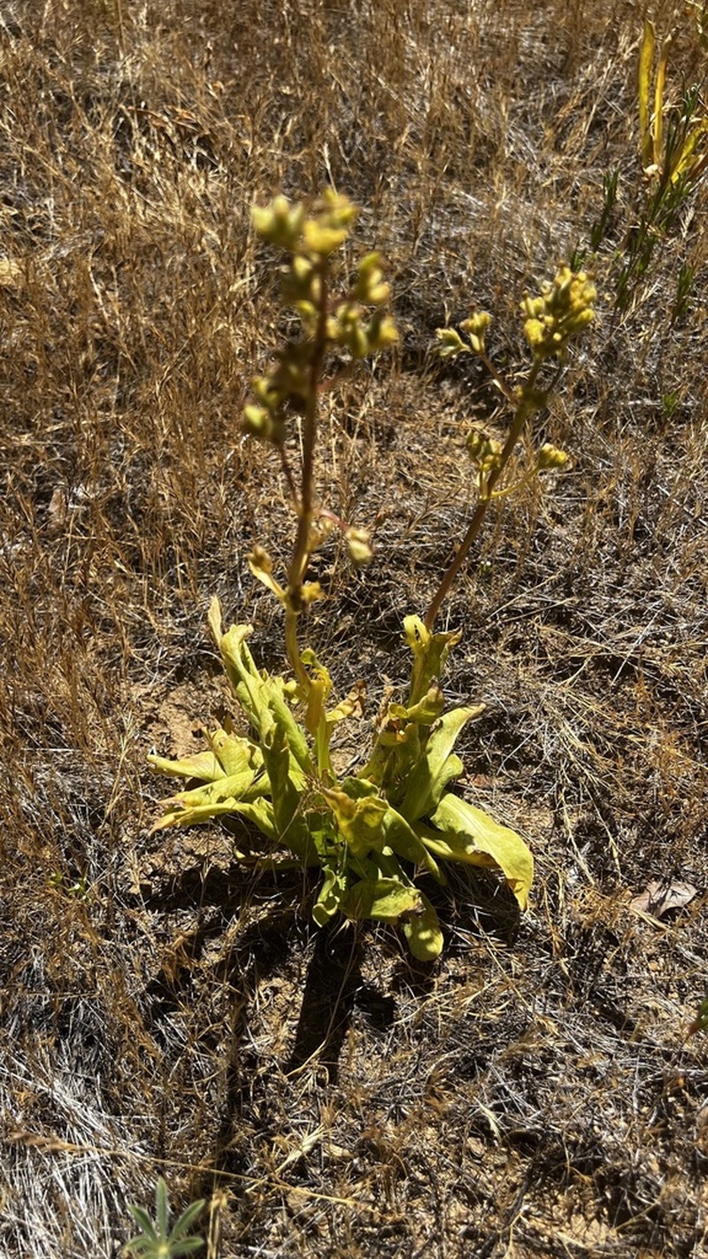 Valeriana papilla photo 3