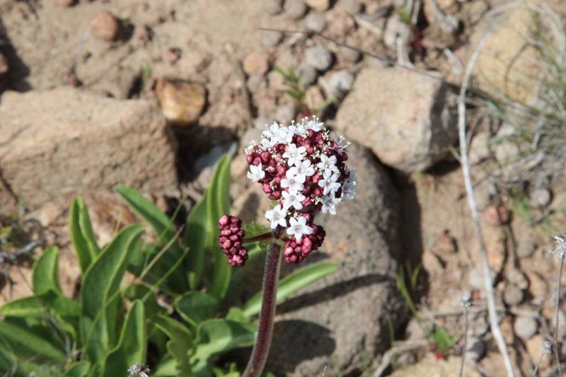Valeriana papilla photo 4