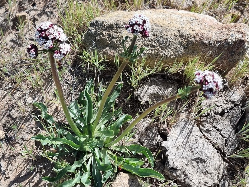 Valeriana papilla photo 5