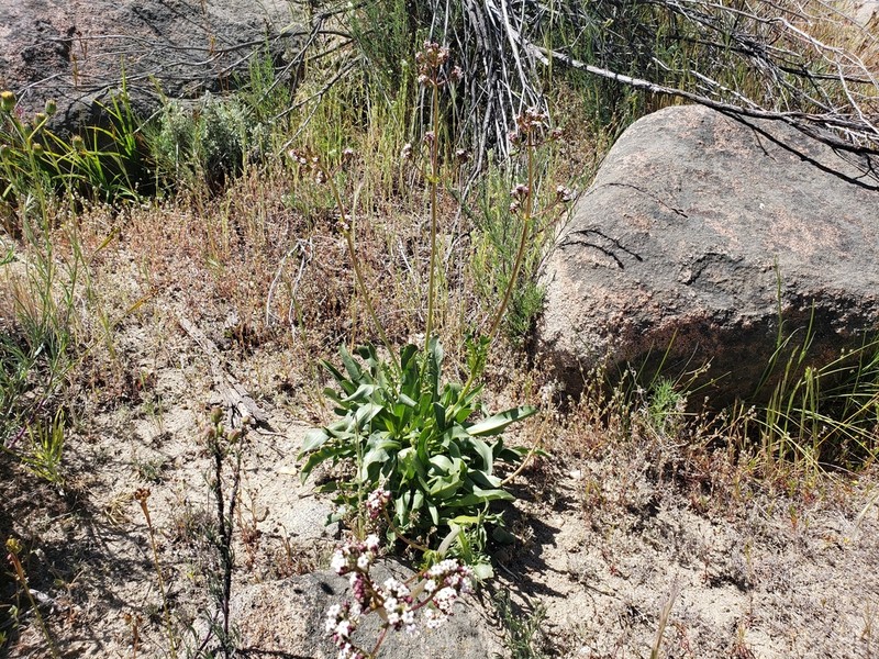 Valeriana papilla photo 6
