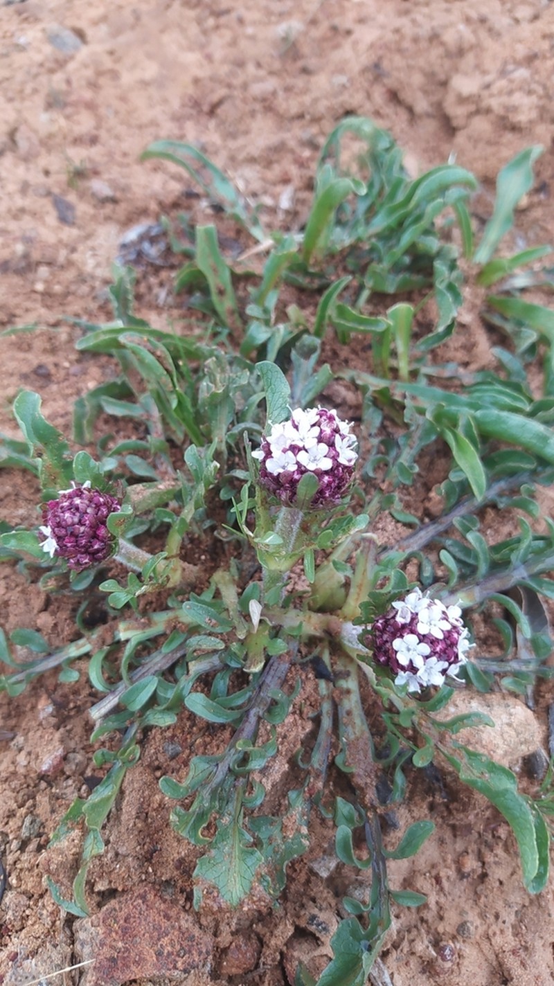 Valeriana papilla photo 7