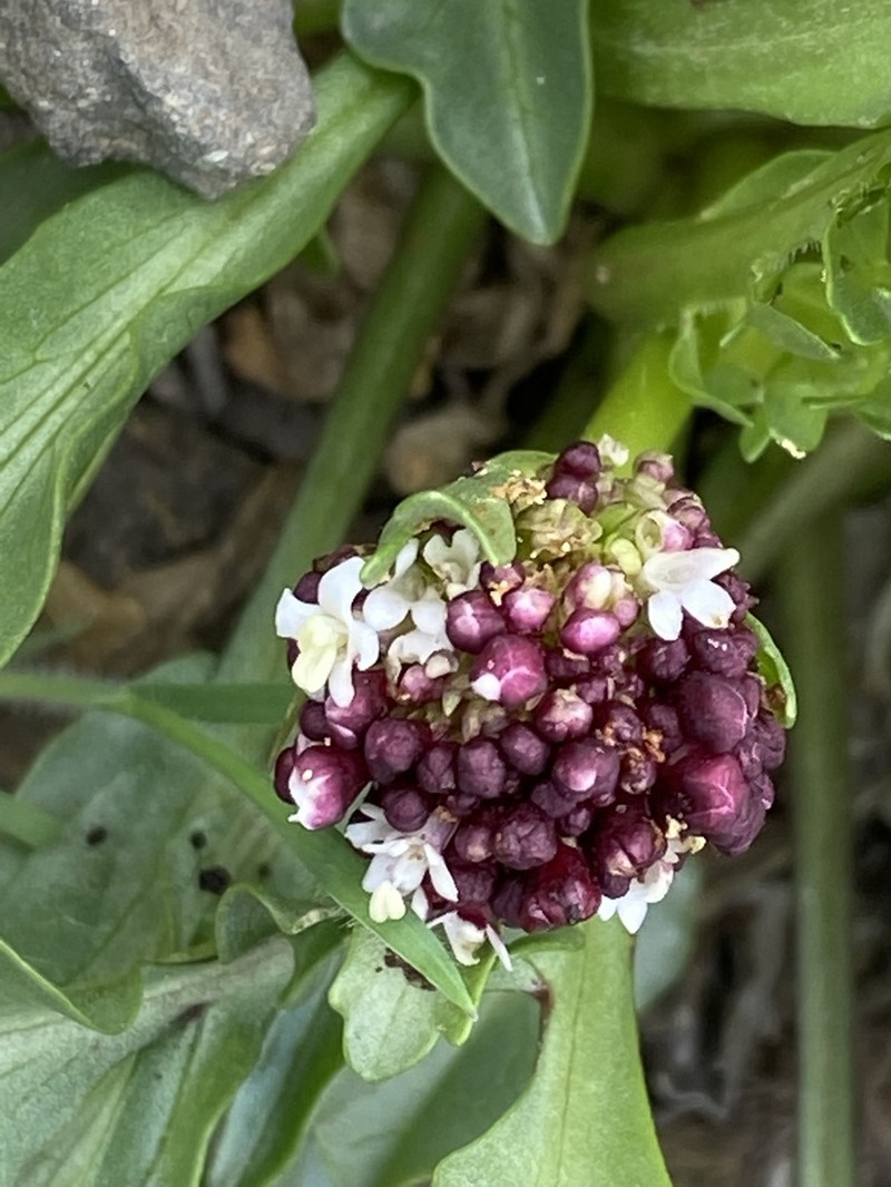 Valeriana papilla photo 8