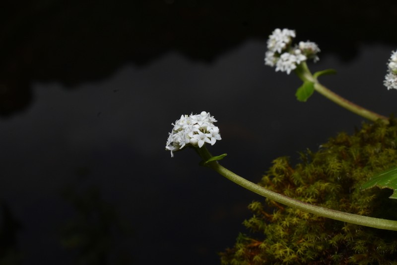 Valeriana parvula