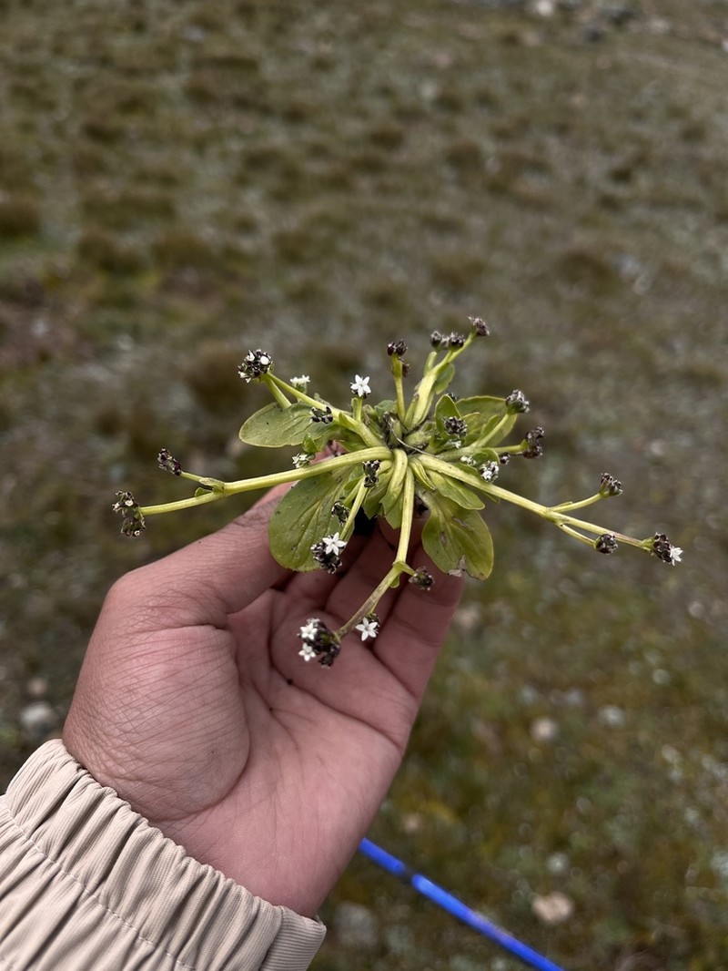 Valeriana parvula photo 2