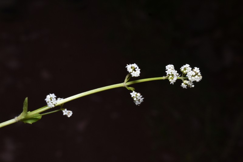 Valeriana parvula photo 3