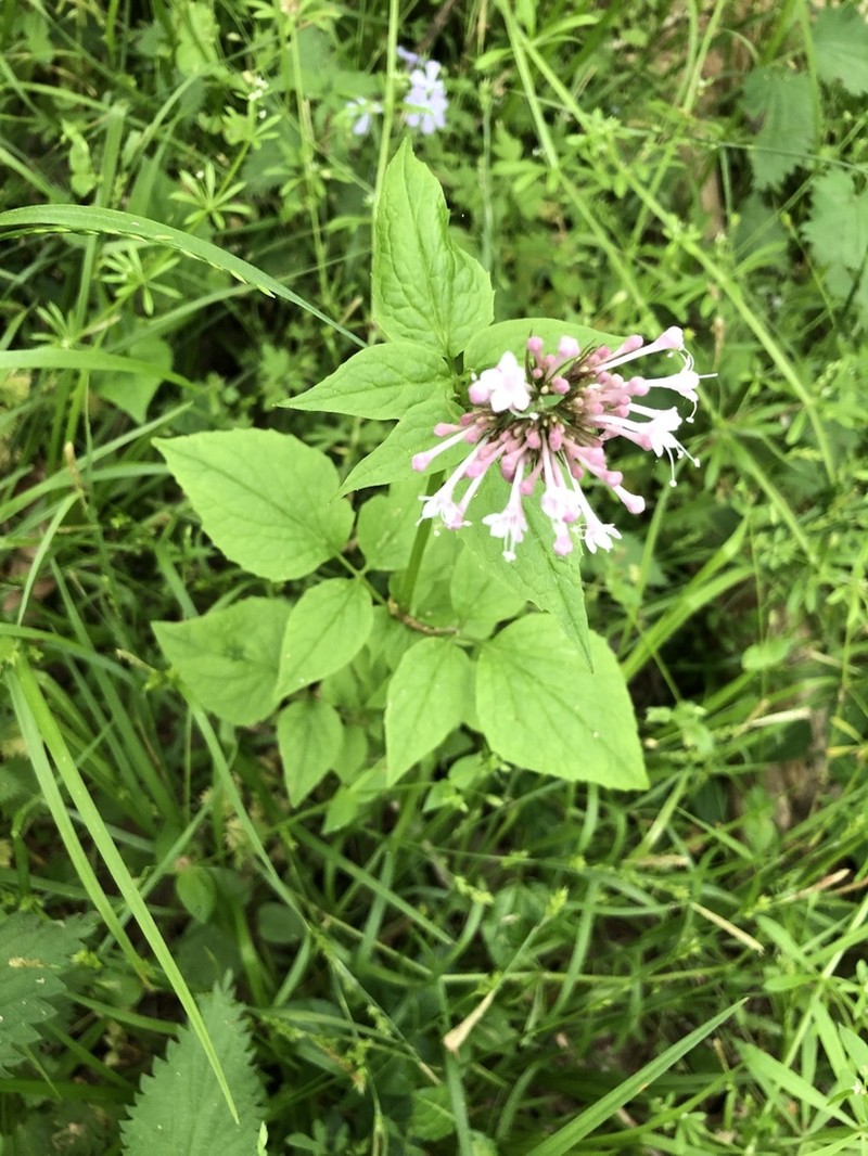 Largeflower Valerian photo 2