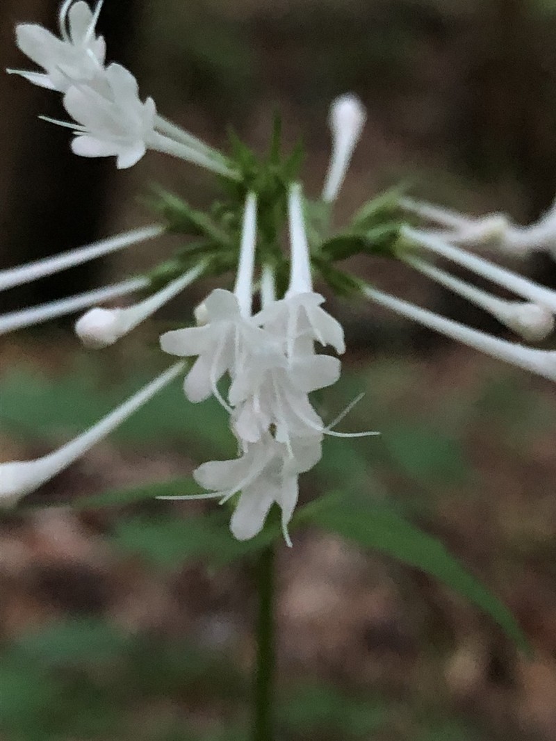 Largeflower Valerian photo 5