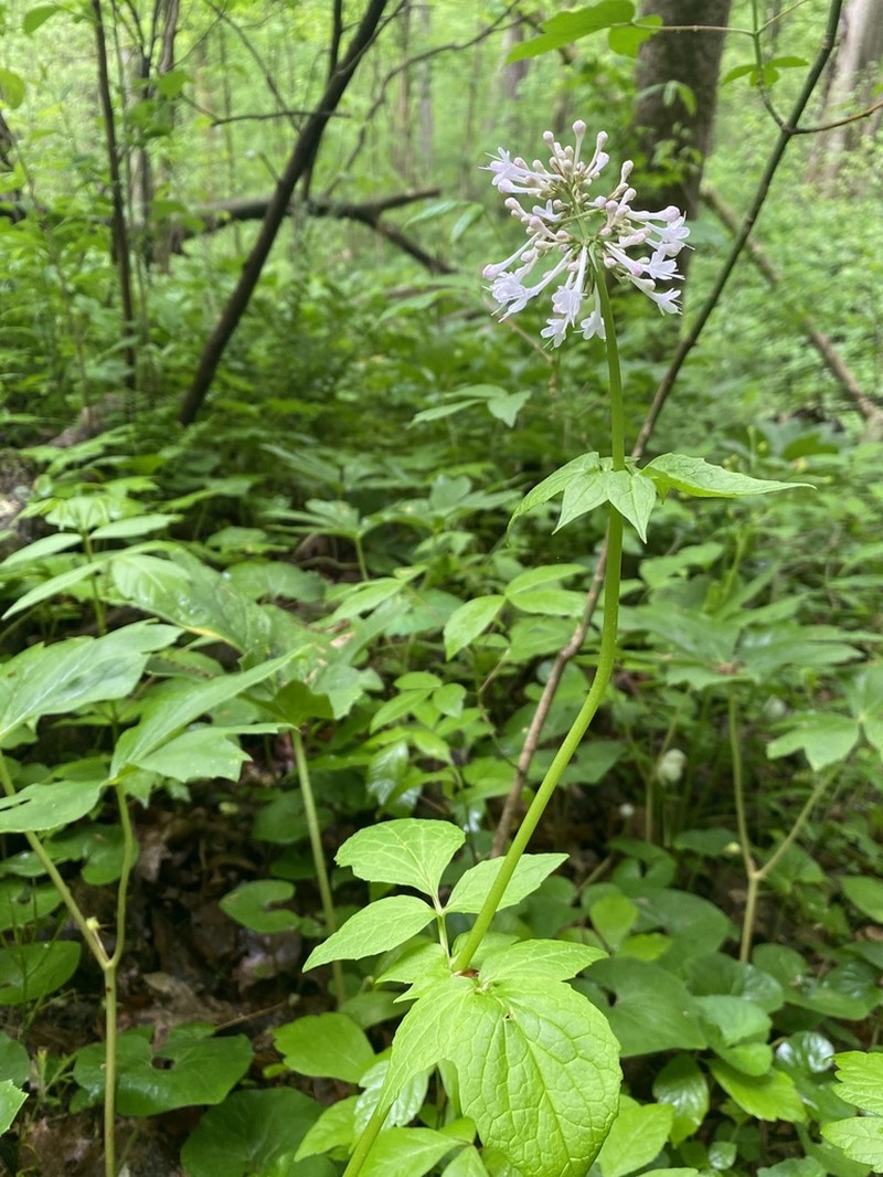 Largeflower Valerian photo 6