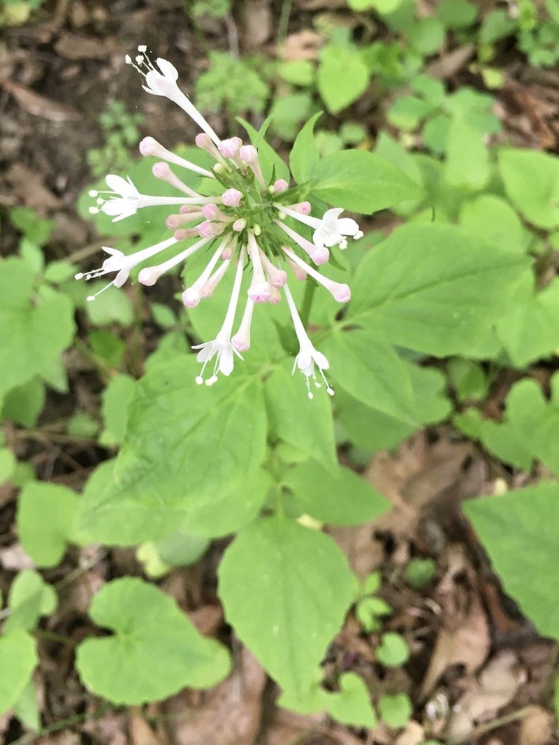 Largeflower Valerian photo 7