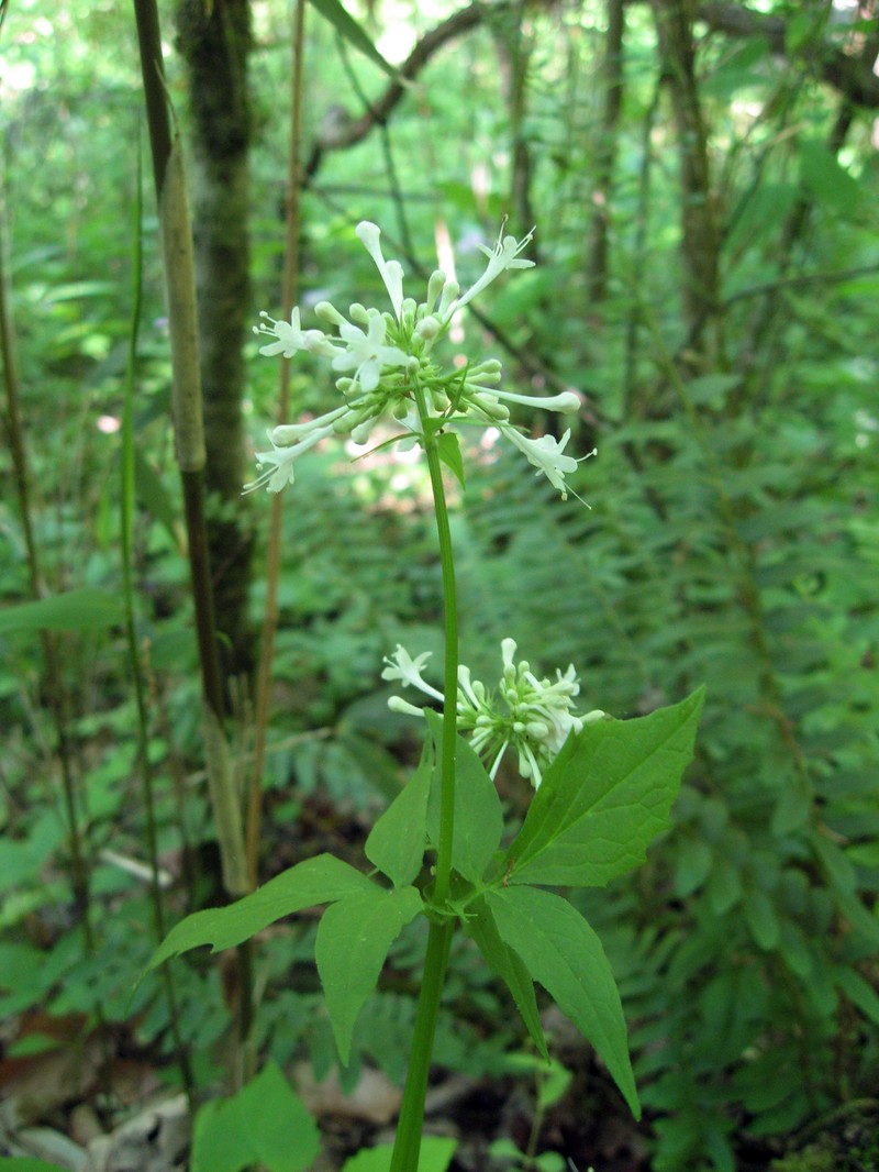Largeflower Valerian
