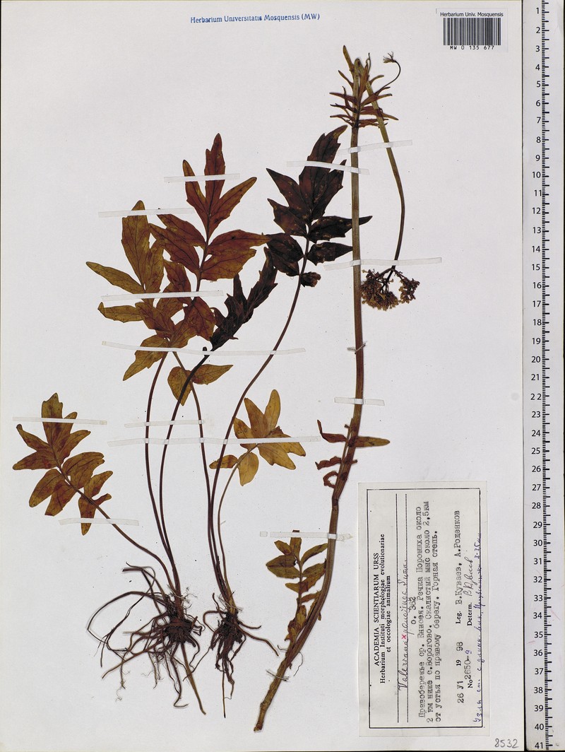 Valeriana paucijuga