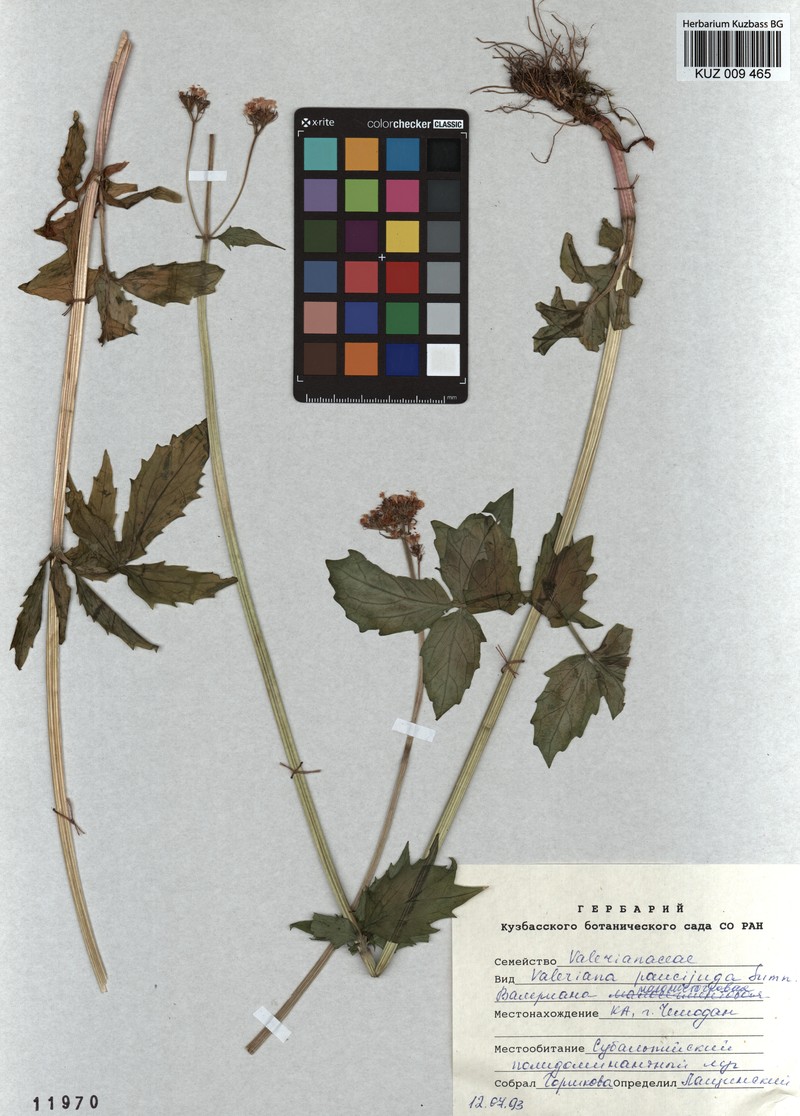 Valeriana paucijuga photo 2