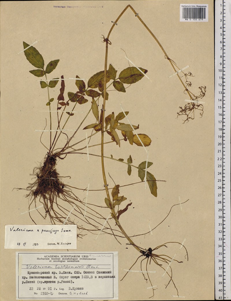 Valeriana paucijuga photo 3