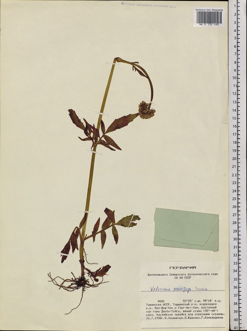 Valeriana paucijuga photo 4