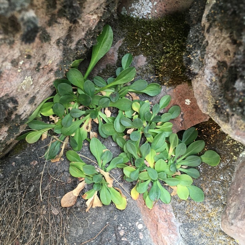 Valeriana paulae