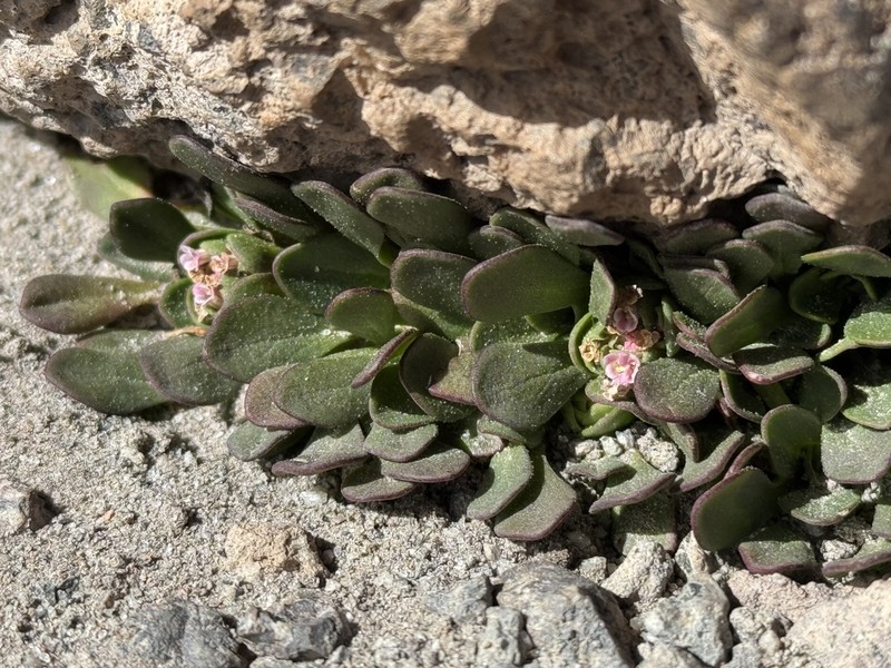 Valeriana paulae photo 2