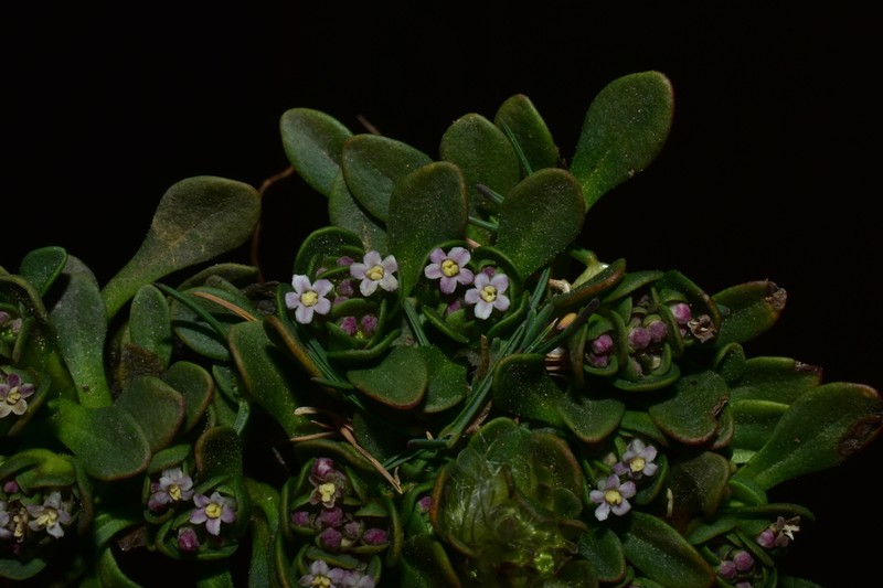 Valeriana paulae photo 3