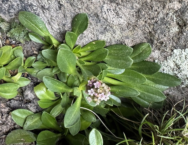 Valeriana paulae photo 4
