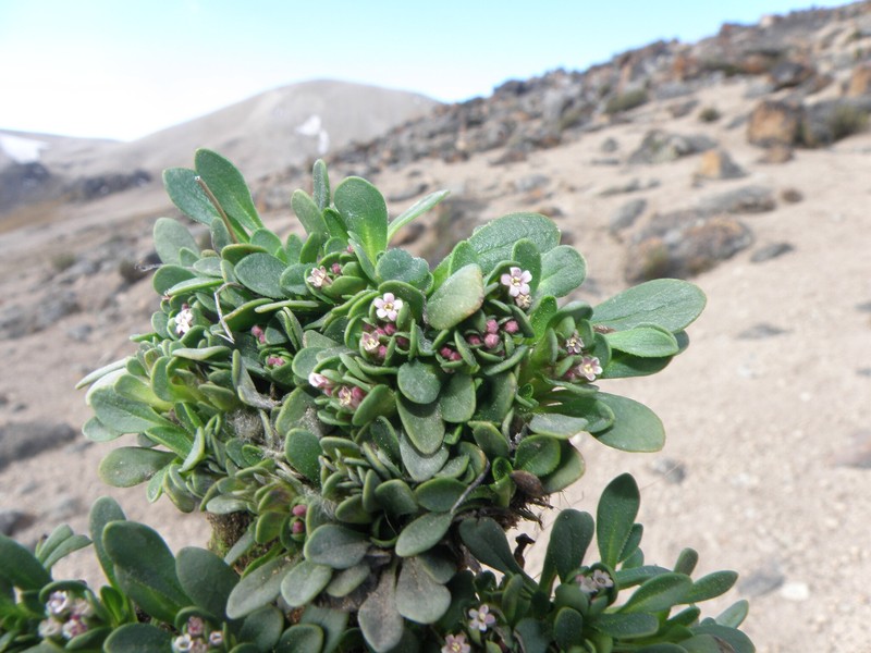 Valeriana paulae photo 6