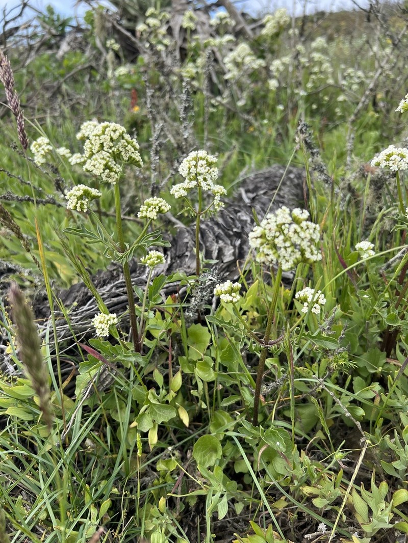 Valeriana peltata